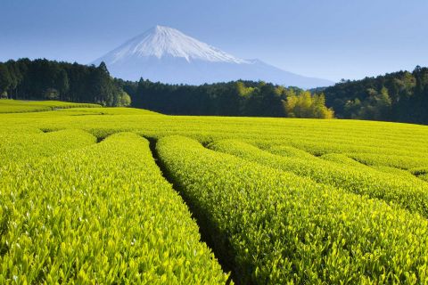Štirje letni časi za obiranje Japonskih čajev